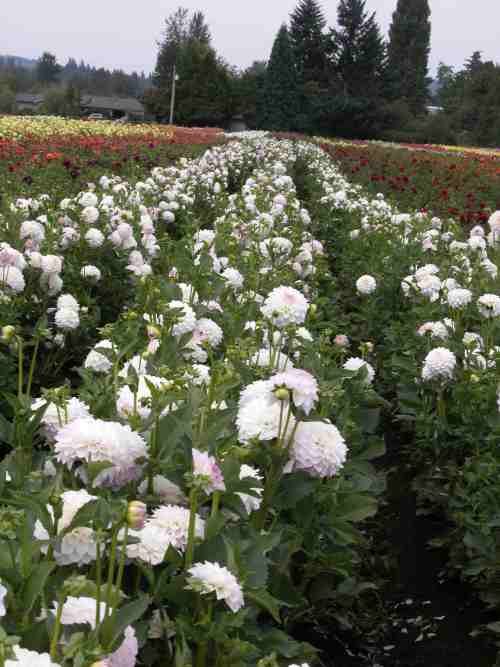 comment-81908